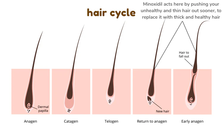 hair cycle